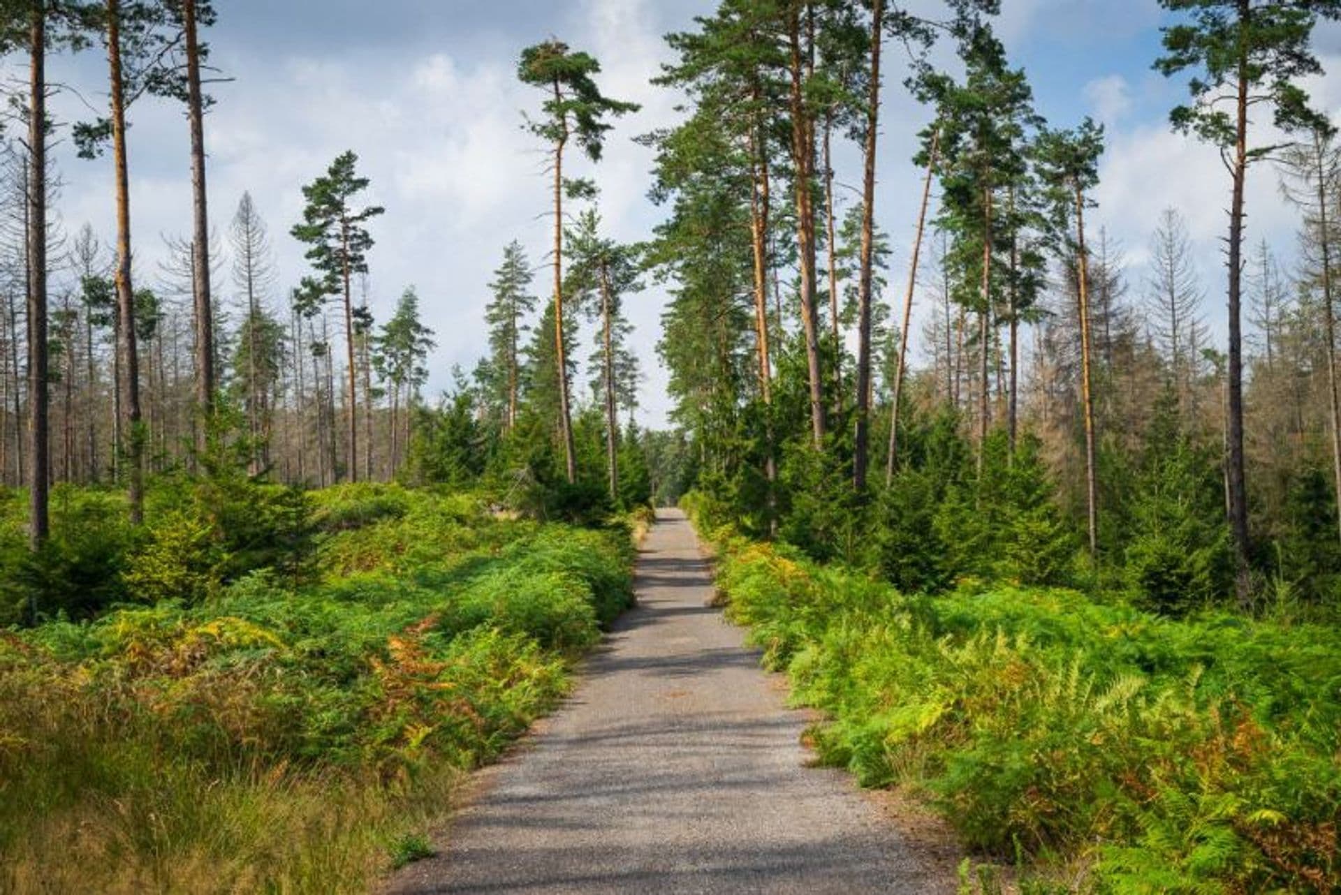 Lužické hory a Českosaské Švýcarsko na kole